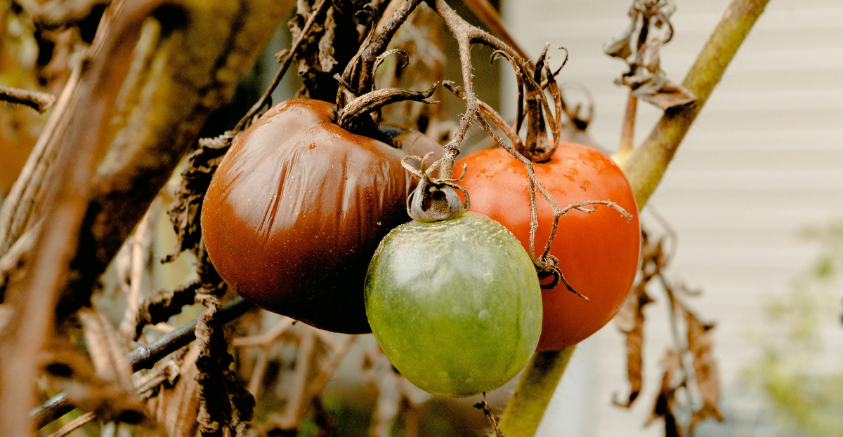 WITHERED DRY TOMATOES